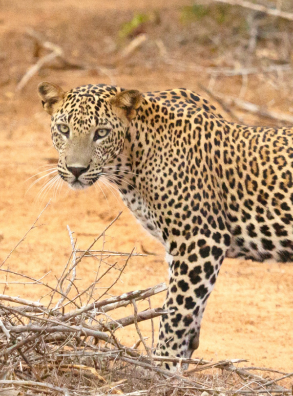 yala-destinations-untouchedsrilanka