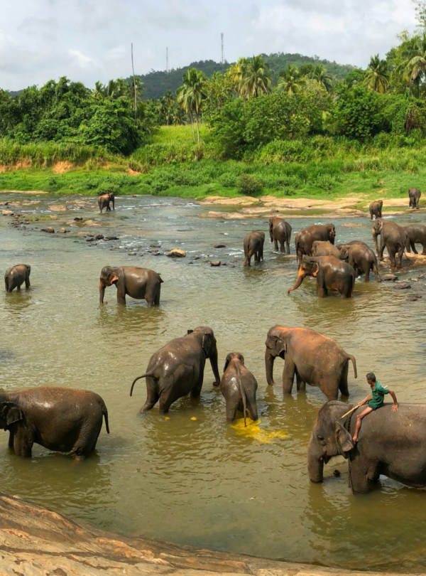 Pinnawala-destinations-untouchedsrilanka